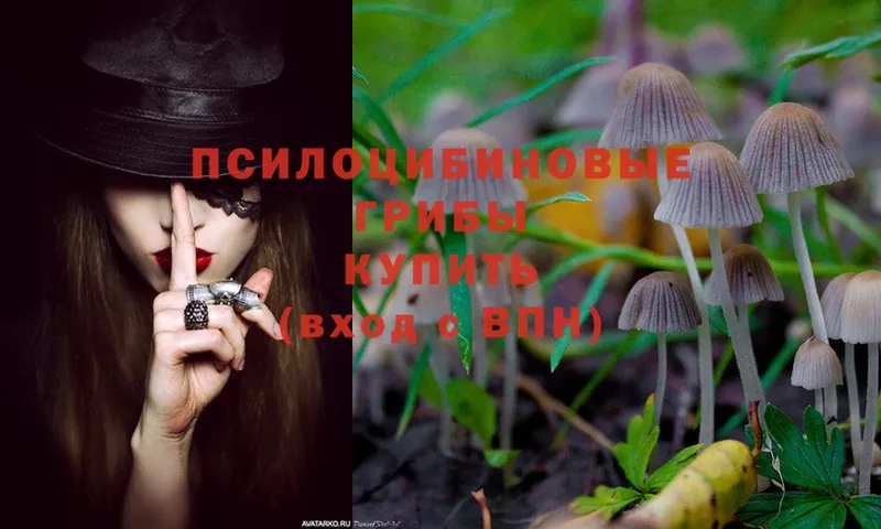 Псилоцибиновые грибы Psilocybe  Козловка 